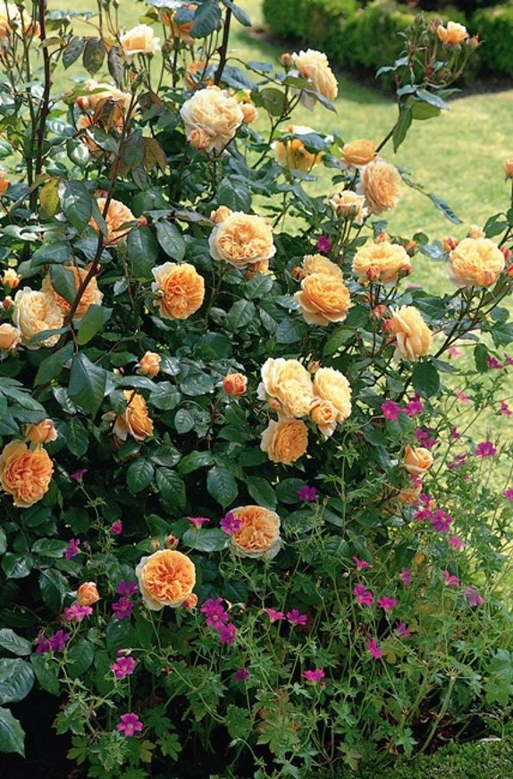 Crown Princess Margareta