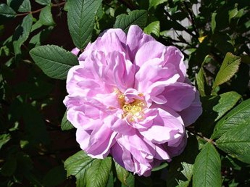 Rosa Therese Bugnet